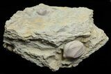 Wholesale Lot of Blastoid Fossils On Shale - Pieces #78034-3